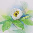 46 photo46_small.jpg